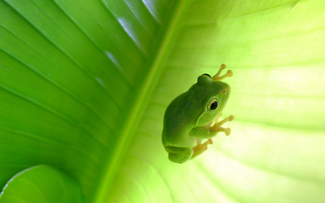 Frog green leaf curious look free wallpaper - medium preview image