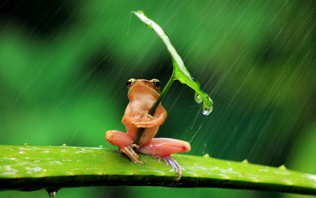 Frog sitting leaf rain head free wallpaper - medium preview image