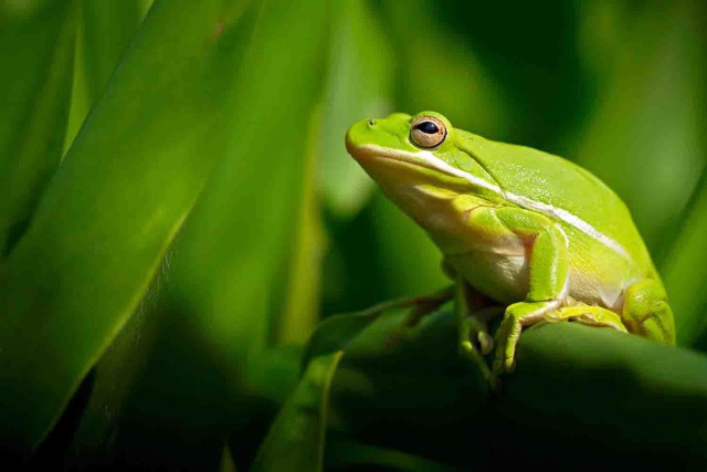 Green frog sitting plant leaves free wallpaper - medium preview image