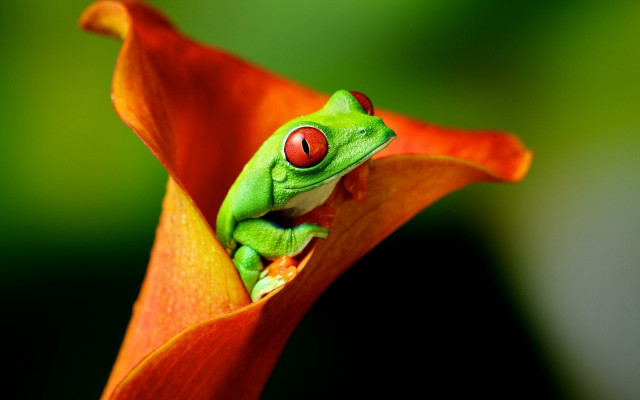 Green frog red eyes flower free wallpaper - medium preview image