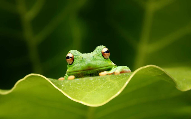 Frog leaf closed eyes green free wallpaper - medium preview image