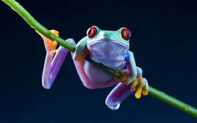 Frog red eyes branch leaf free wallpaper - medium preview image