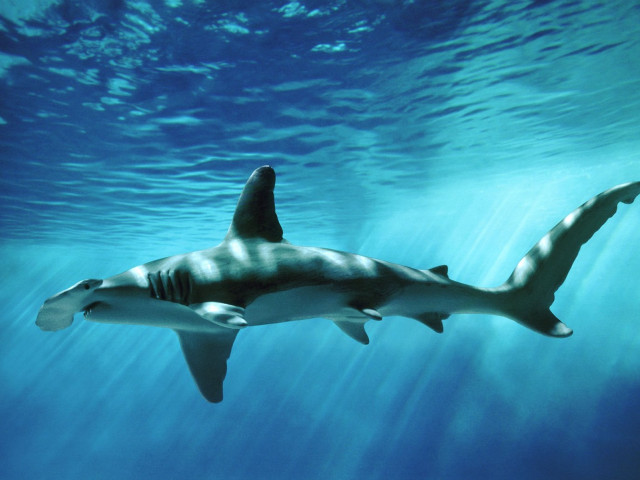 Shark swimming ocean sunbeam light free wallpaper - medium preview image