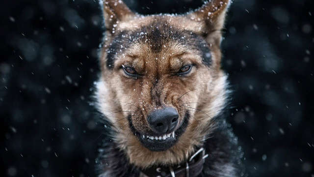 Smiling dog snow fur snowflakes free wallpaper - medium preview image