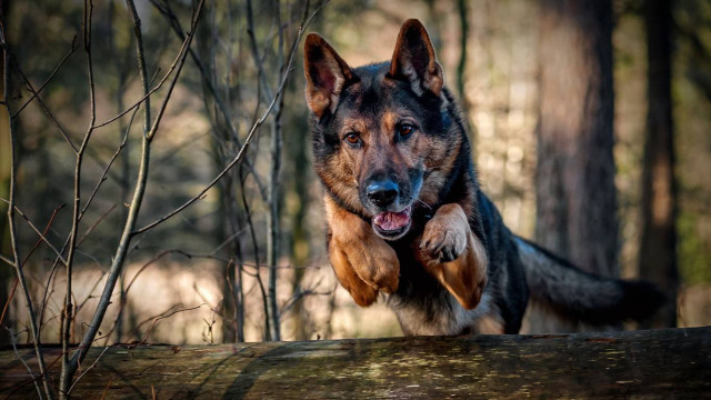 Dog jumping log woods paws free wallpaper - medium preview image