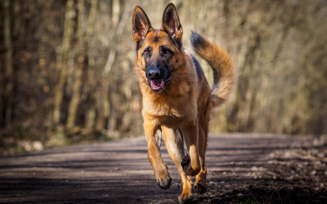 Dog running dirt road woods free wallpaper - medium preview image