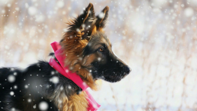 Dog pink collar snow falling free wallpaper - medium preview image