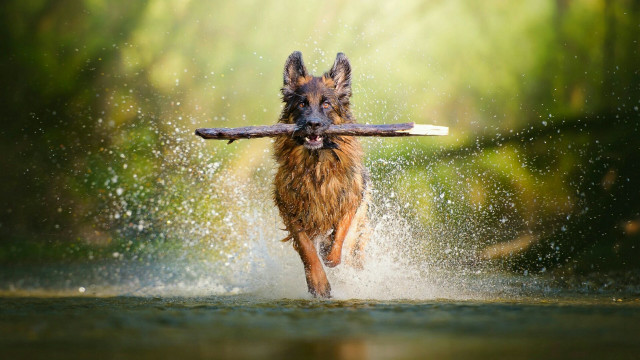 Dog running water stick mouth free wallpaper - medium preview image