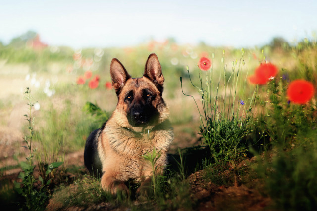 Dog field flower grass blue free wallpaper - medium preview image
