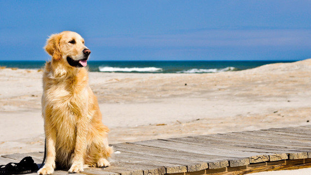 Dog sitting wooden dock beach free wallpaper - medium preview image