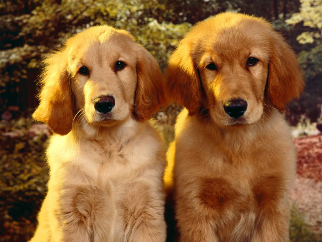 Two dogs sitting trees bushes free wallpaper - medium preview image