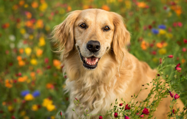 Dog flower field wide open free wallpaper - medium preview image