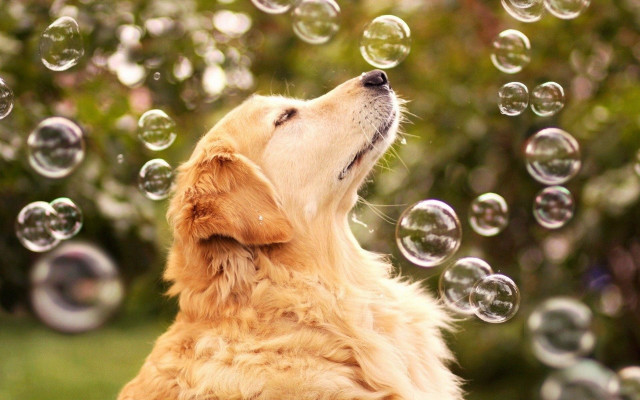 Dog blowing bubbles outside grass free wallpaper - medium preview image