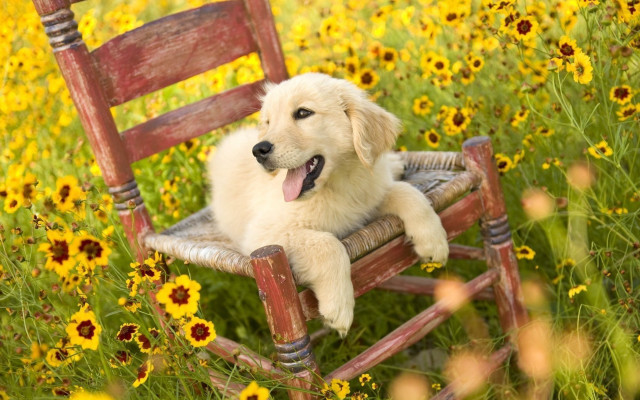 Dog chair field flowers tongue free wallpaper - medium preview image