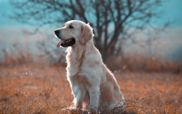 Dog sitting field tree blue #2 free wallpaper - medium preview image