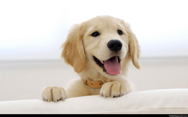 Dog smiling white couch paws free wallpaper - medium preview image