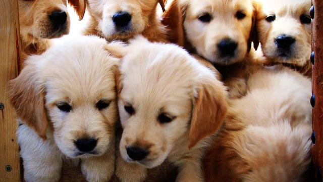 Puppies sitting together crate group free wallpaper - medium preview image