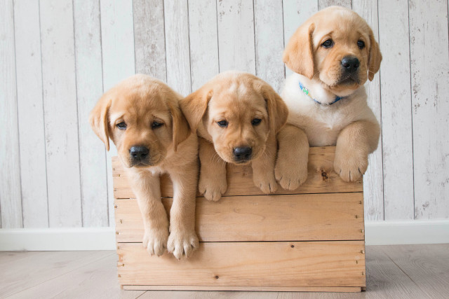 Three puppies wooden crate white free wallpaper - medium preview image