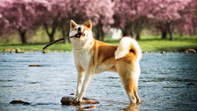 Dog standing rock river stick free wallpaper - medium preview image