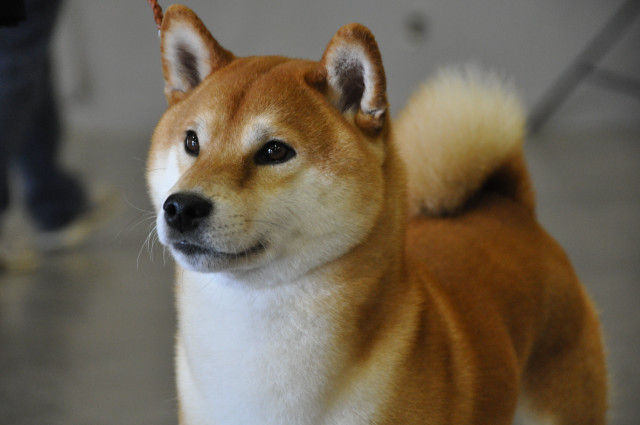 Shiba inu dog blurry background free wallpaper - medium preview image