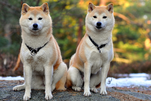 Dogs sitting rock woods trees free wallpaper - medium preview image