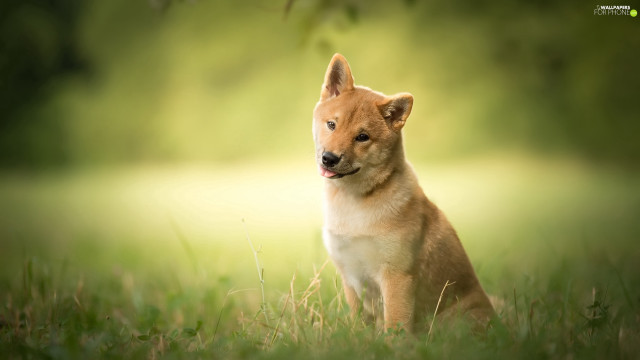 Small dog sitting grass blurry free wallpaper - medium preview image