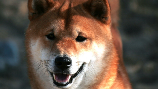 Close up dog smile happy free wallpaper - medium preview image