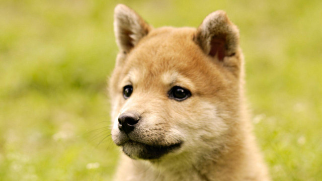 Small brown dog sitting grass free wallpaper - medium preview image