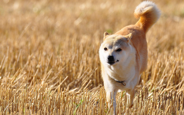 Dog standing field wheat blurry free wallpaper - medium preview image