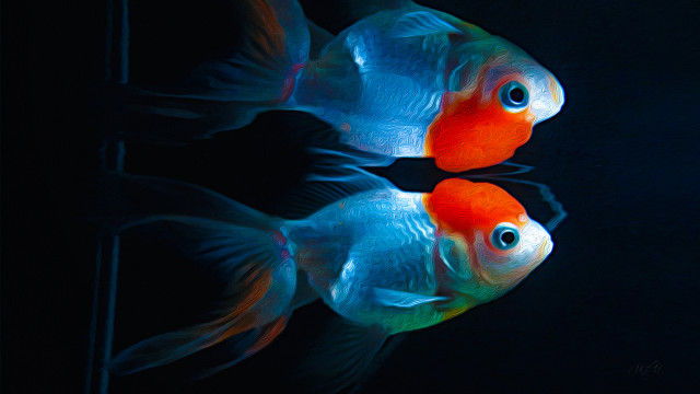 Two fish swimming dark room free wallpaper - medium preview image