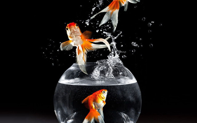 Goldfish jumping bowl water fish free wallpaper - medium preview image