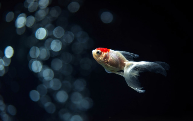 Goldfish red head white tail free wallpaper - medium preview image