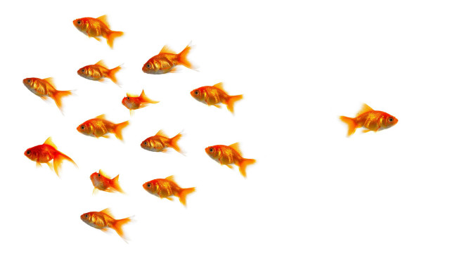 Goldfish swimming group together water free wallpaper - medium preview image