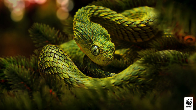 Green snake pine tree branch free wallpaper - medium preview image