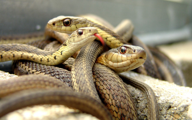 Snakes rock caged area red free wallpaper - medium preview image