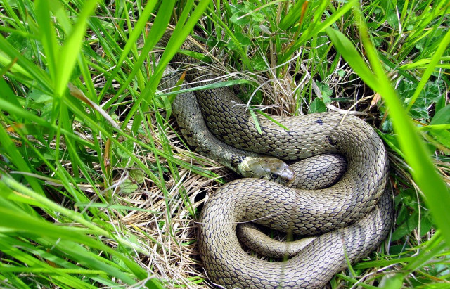 Snake curled grass green brown free wallpaper - medium preview image