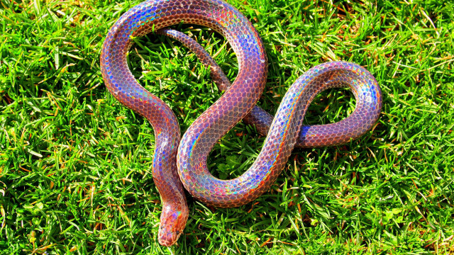 Colorful snake laying on grass free wallpaper - medium preview image