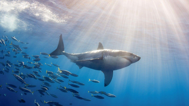 Large shark fish ocean light free wallpaper - medium preview image