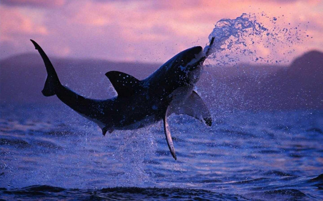 Great white shark jumping sunset free wallpaper - medium preview image