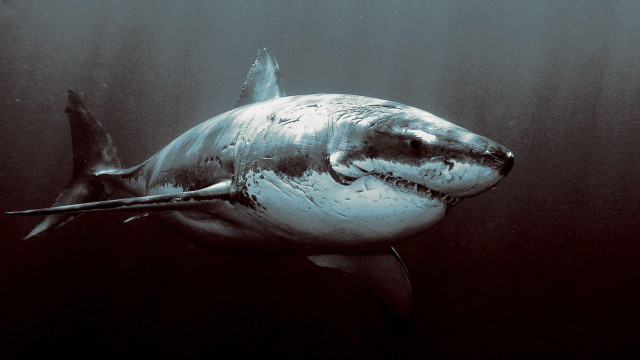 Great white shark ocean black free wallpaper - medium preview image
