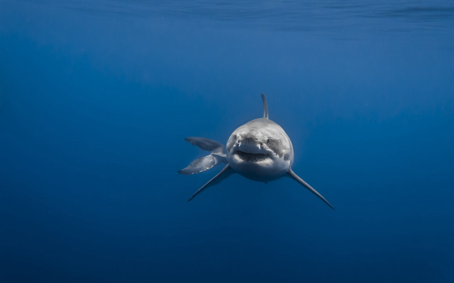 White shark open mouth ocean free wallpaper - medium preview image
