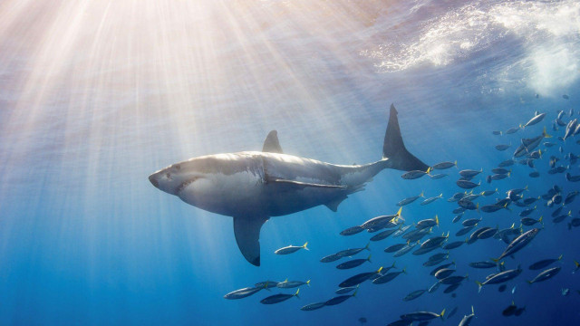 Large shark ocean fish around free wallpaper - medium preview image