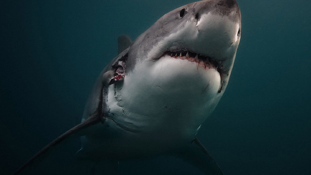 Shark man camera water back free wallpaper - medium preview image