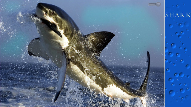 Shark jumping water open teeth free wallpaper - medium preview image
