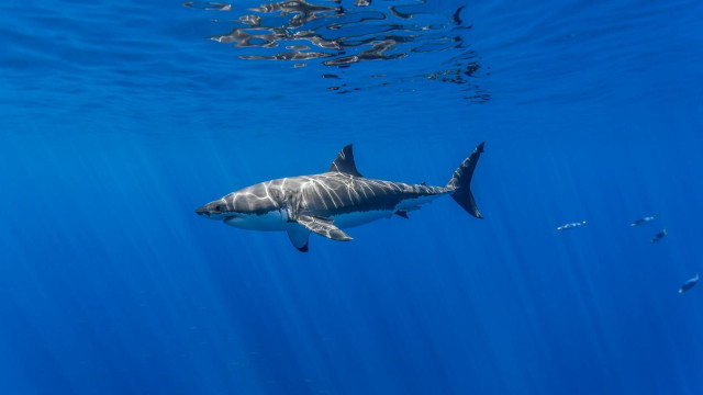Great white shark ocean camera free wallpaper - medium preview image