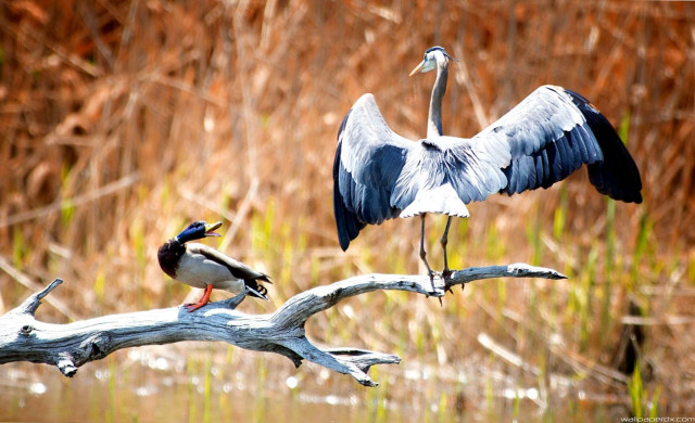Bird long neck branch next free wallpaper - medium preview image