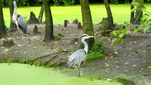 Two birds mud trees water free wallpaper - medium preview image