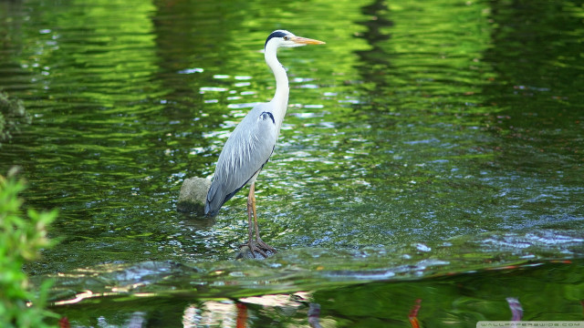 Bird standing water shoreline grass free wallpaper - medium preview image