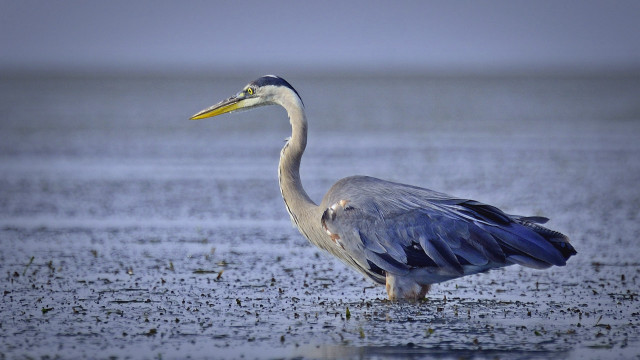 Long neck bird wings spread free wallpaper - medium preview image