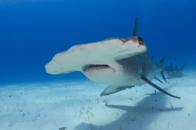 Large white shark swimming ocean #3 free wallpaper - medium preview image